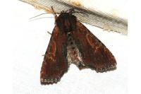 Apamea crenata