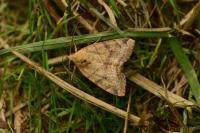 Cosmia trapezina