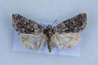 Bryophila galathea