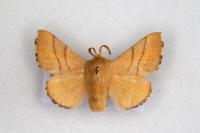 Malacosoma neustria