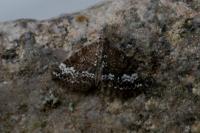 Perizoma alchemillata