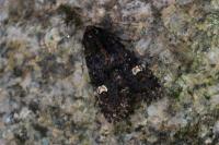 Melanchra persicariae
