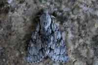 Acronicta cuspis