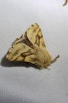 Malacosoma castrense