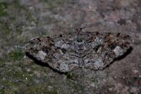 Peribatodes secundaria secundaria