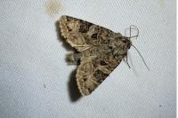 Anarta odontites