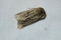 Mythimna anderreggii