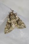 Polyploca ridens