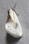 Cilix glaucata