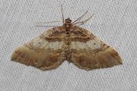 Earophila badiata