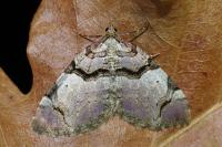 Anticlea derivata