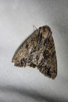Apamea monoglypha monoglypha