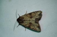 Apamea sublustris