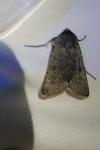 Rhyacia helvetina helvetina