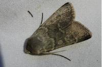 Rhyacia helvetina helvetina