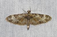 Eupithecia irriguata