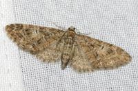 Eupithecia abbreviata