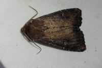 Apamea lateritia