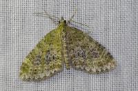 Acasis viretata