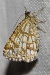 Chiasmia clathrata