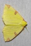 Opisthograptis luteolata