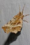 Selenia dentaria