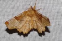 Selenia lunularia