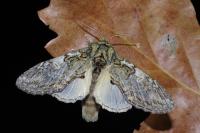Peridea anceps