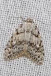 Nola cicatricalis