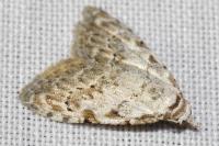 Nola confusalis