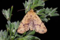 Conistra rubiginea