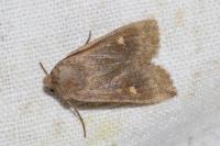 Eupsilia transversa