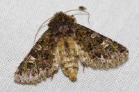 Valeria jaspidea