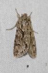 Xylocampa areola