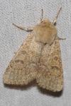 Orthosia miniosa