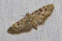 Eupithecia dodoneata