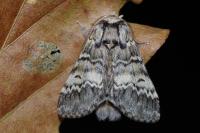 Drymonia ruficornis