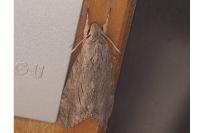 Agrius convolvuli