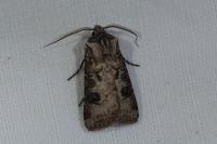 Agrotis clavis clavis