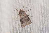 Agrotis clavis clavis