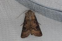 Agrotis clavis clavis
