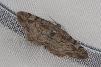 Alcis repandata