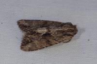 Apamea monoglypha monoglypha