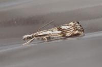 Catoptria falsella
