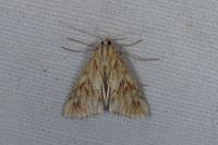 Cynaeda dentalis