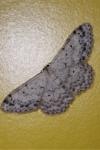 Scopula marginepunctata