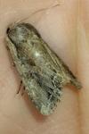 Lacanobia suasa