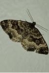 Epirrhoe alternata