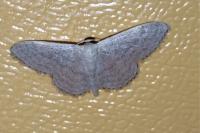 Idaea subsericeata