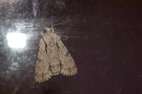 Acronicta psi/tridens